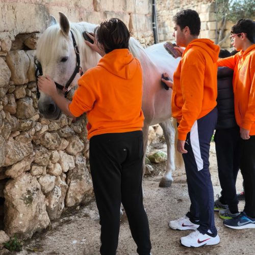 horse horse