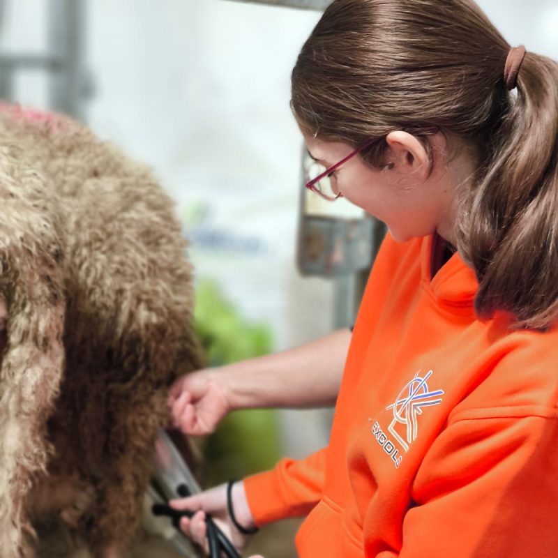 Girl milking sheep