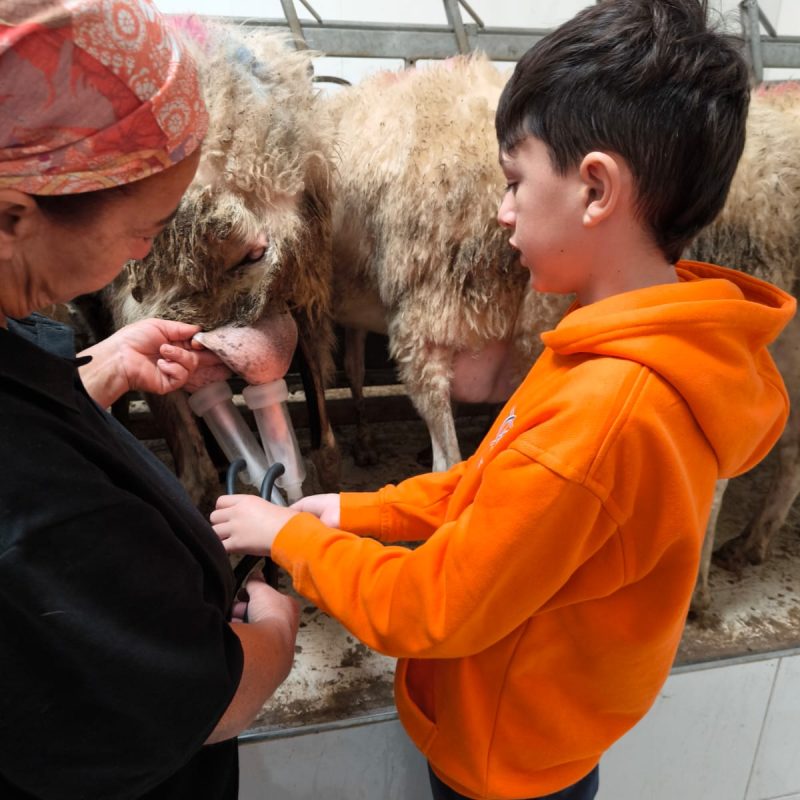 A woman demonstrating how to milk a sheep to a young boy, guiding his hands through the process.